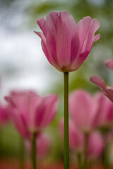 blühende Tulpen - Keukenhof Holland
