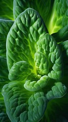 Obraz premium A Glimpse of Freshness. The Intricate Stage of Young Broccoli. Green background. Generative AI