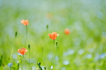 field of poppies