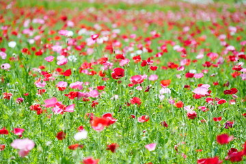 Obraz na płótnie Canvas field of red poppies