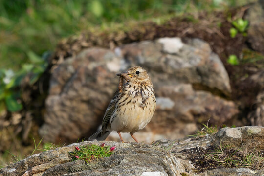 Meadow pipit - Anthus pratensis on rocks with brown rocks in background. Photo from nearby Baltimore in Ireland.
