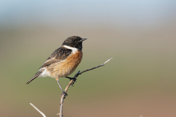 European stonechat - Saxicola rubicola male perched with colorful background. Photo from nearby Baltimore in Ireland. Copy space on right.
