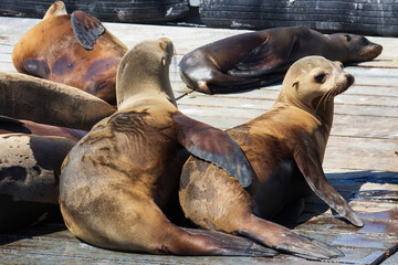 California Sea Lions Cuddle While Their Chaperones Sleep 