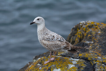 Obraz premium European herring gull - Larus argentatus on rocks with dark blue sea water in background. Photo from Cape Clear Island in Ireland.