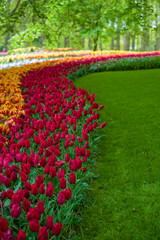 bl&uuml;hende Tulpen - Keukenhof Holland