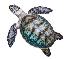 beautiful hawksbill sea turtle swimming, top view, isolated over a transparent background, cut-out wildlife / ocean life, nature or diving design element, generative AI - 601535317