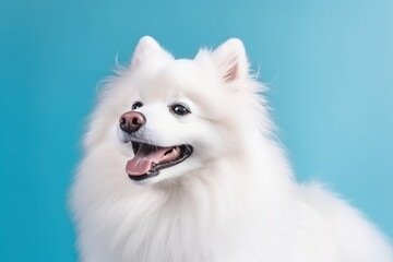 Fototapeta premium Groomed happy white color spitz dog on blue pastel sky background with fluffy clouds with copy space Generative AI