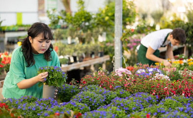 Concentrated young Asian woman in casual clothes choosing potted Lobelia Erinus flowers while shopping in modern greenhouse