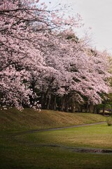 Fototapeta premium 桜