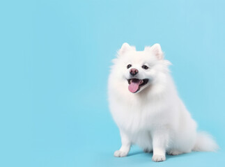 Groomed happy white color spitz dog on blue pastel sky background with fluffy clouds with copy space Generative AI