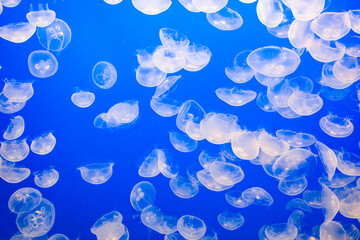 Jelly fish in the blue sea