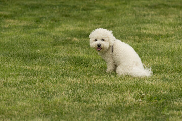 The cute white curly Bison dog on the walk. French bison sitting on the grass and makes perfect pose for photo shooting.	