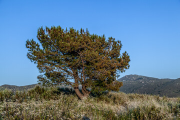 lonely tree in sunset