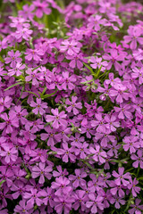 Beautiful purple flowers planted in a pot.
