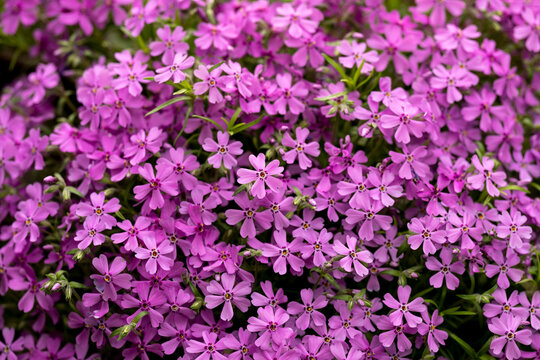 Beautiful purple flowers planted in a pot.