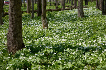 オオバナノエンレイソウ