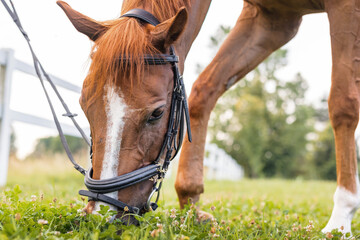 Chestnut horse head with black leather halter and beautiful eye with long eyelashes, close up. Animal beauty concept.