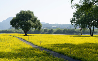 A beautiful field with yellow canola flowers blooming between large willow trees