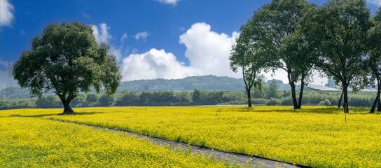 A beautiful field with yellow canola flowers blooming between large willow trees