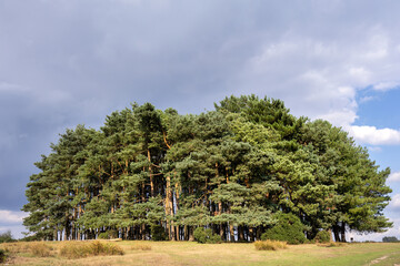 Friends clump, a grove a Scots pines, in Ashdown forest , East Sussex, England