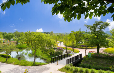 Riverside scenery with yellow rapeseed flowers in full bloom among tall trees