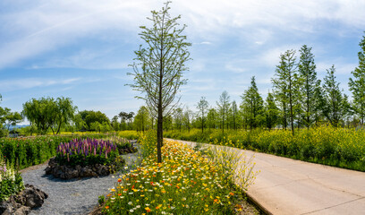 Obraz premium Riverside scenery with yellow rapeseed flowers in full bloom among tall trees