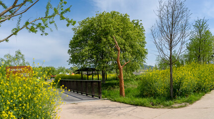 Riverside scenery with yellow rapeseed flowers in full bloom among tall trees
