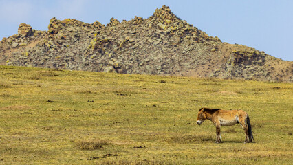 Mongolia / wildlife / horse / takhi