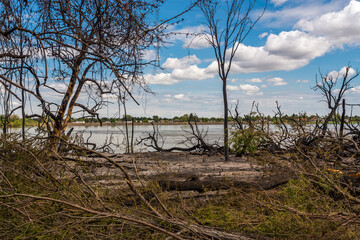 Fototapeta na wymiar Ashes and burnt trees on the river bank of the Columbia River in Kennewick area