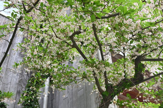 Japanese snowbell ( Styrax japonica ) flowers.
Styracaceae deciduous tree. White flowers bloom downward in early summer.