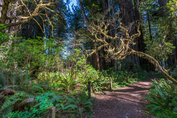 Sunlight through the Redwoods in Redwood National Park