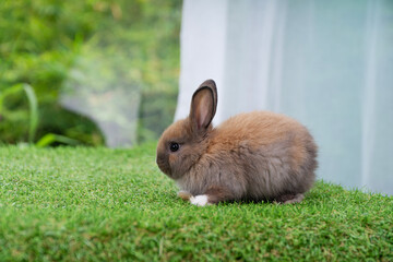 Fluffy curiosity rabbit bunny sitting green grass in spring summer background. Infant dwarf bunny brown white rabbit playful on lawn with white background. Cute animal furry pet concept.