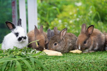 Group of adorable rabbit furry bunny hungry eating organic fresh baby corn sitting together green grass over bokeh nature background. Family baby rabbit brown bunny eating baby corn. Easter animal pet - Powered by Adobe