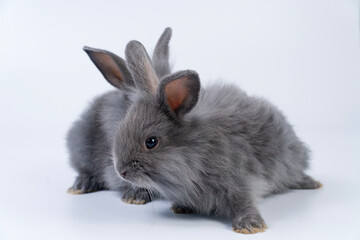 Two lovely baby rabbits bunny sitting together over isolated white background. Furry small black rabbits ears bunny sitting playful relax together on white background. Easter bunnies family concept.