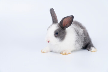 Adorable newborn baby rabbit bunnies brown looking at something sitting over isolated white background. Puppy lovely furry white black bunny ears rabbit playful copy space. Easter bunny animal concept