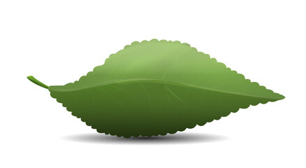 Eco leaf concept. Nature and flora. Eco friendly product symbol, logo for company and organization. Spring and summer season. Part of tree or bush. Realistic 3D vector illustration