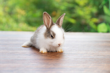 Lovely baby rabbit furry bunny looking something sitting alone on wooden over blurred green nature background. Adorable little bunny ears rabbit playful on green spring time. Easter animal concept.