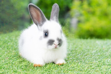 Fluffy rabbit easter bunny sitting green grass over spring summer background. Infant dwarf bunny...
