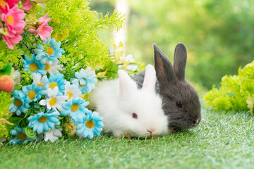 Two adorable fluffy baby bunny rabbit sitting playful together on green grass flowers over bokeh nature background. Furry cute new born family rabbit furry bunny playful outdoor. Easter animal concept