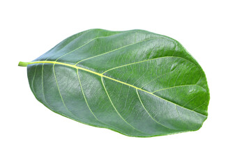 Obraz premium Jackfruit leaves transparent png