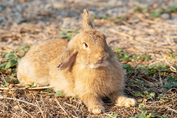 Lovely fluffy bunny rabbit sitting on the dry grass over environment natural light background. Furry cute wild-animal brown rabbit tail single playful at outdoor summer. Easter animal concept.