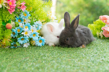 Two adorable fluffy baby bunny rabbit sitting playful together on green grass flowers over bokeh...