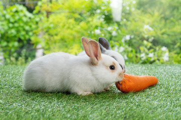 Two adorable baby rabbit bunny eating fresh orange carrot sitting together on green grass over...