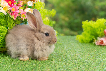 Lovely rabbit ears bunny sitting playful on green grass with flowers over spring time nature background. Little baby rabbit brown bunny curiosity standing playful on meadow summer background. Easter