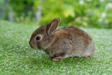 Adorable fluffy baby bunny rabbit sitting on green grass over natural background. Furry cute wild-animal single spring time at outdoor. Lovely fur baby rabbit bunny on meadow.Easter animal pet concept