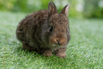 Adorable fluffy baby bunny rabbit sitting on green grass over natural background. Furry cute wild-animal single spring time at outdoor. Lovely fur baby rabbit bunny on meadow.Easter animal pet concept