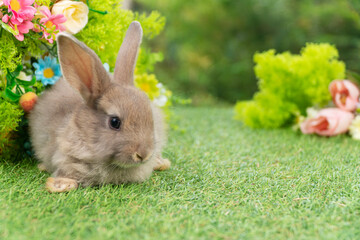 Lovely rabbit ears bunny sitting playful on green grass with flowers over spring time nature background. Little baby rabbit brown bunny curiosity standing playful on meadow summer background. Easter