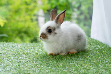 Fluffy rabbit easter bunny sitting on green grass over spring summer background. Infant dwarf bunny brown white rabbit playful on lawn with white background. Cute animal furry pet concept.