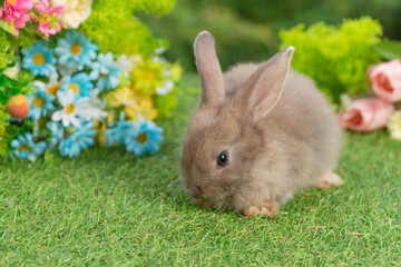 Lovely rabbit ears bunny sitting playful on green grass with flowers over spring time nature background. Little baby rabbit brown bunny curiosity standing playful on meadow summer background. Easter
