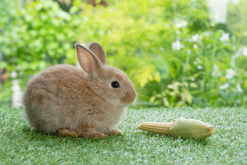 Adorable rabbit furry bunny hungry eating organic fresh baby corn sitting on green grass over bokeh nature background. Healthy baby rabbit brown bunny eating baby corn on meadow. Easter animal pet.